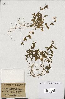 spécimen de Silene colorata