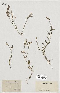 spécimen de Silene colorata