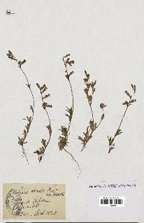 spécimen de Silene colorata