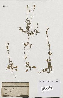 spécimen de Silene colorata