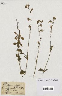 spécimen de Silene colorata