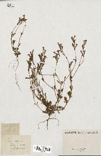 spécimen de Silene colorata