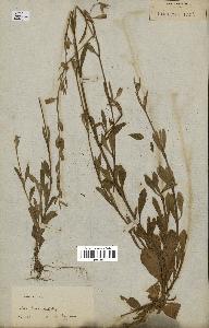 spécimen de Silene anaglaea