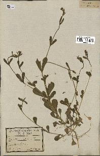 spécimen de Silene anaglaea