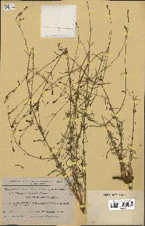 spécimen de Silene mentagensis