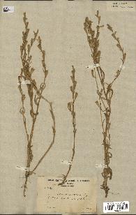 spécimen de Silene micropetala