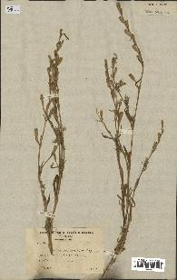 spécimen de Silene micropetala
