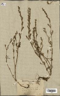 spécimen de Silene micropetala