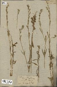 spécimen de Silene micropetala