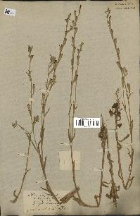 spécimen de Silene micropetala