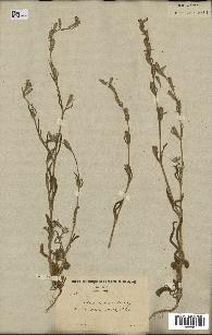 spécimen de Silene micropetala