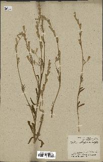 spécimen de Silene micropetala