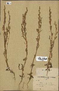 spécimen de Silene micropetala