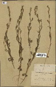 spécimen de Silene micropetala