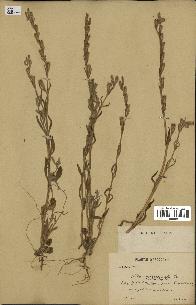 spécimen de Silene micropetala