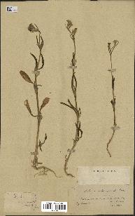 spécimen de Silene micropetala