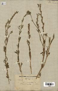 spécimen de Silene micropetala