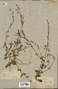 spécimen de Silene imbricata