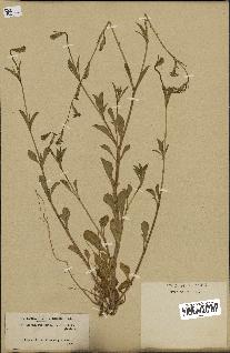 spécimen de Silene imbricata