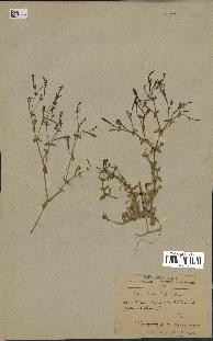 spécimen de Silene ibosii