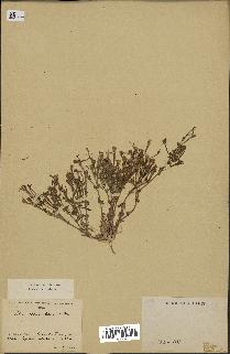 spécimen de Silene ibosii