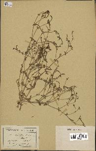 spécimen de Silene ibosii