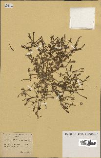 spécimen de Silene ibosii