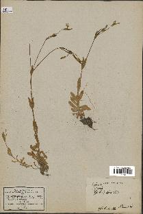 spécimen de Silene laeta