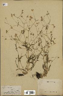 spécimen de Silene laeta