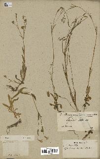spécimen de Silene laeta