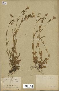 spécimen de Silene laeta