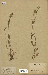 spécimen de Silene laeta