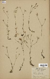 spécimen de Silene laeta