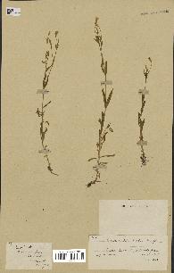 spécimen de Silene laeta