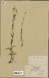 spécimen de Silene laeta