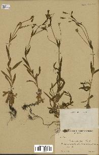 spécimen de Silene laeta