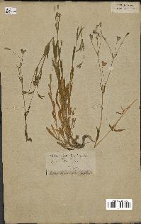 spécimen de Silene laeta
