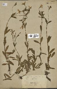 spécimen de Silene laeta