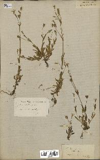 spécimen de Silene laeta
