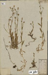 spécimen de Silene laeta