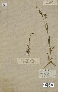 spécimen de Silene laeta