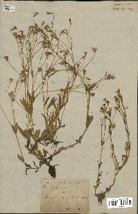 spécimen de Silene laeta