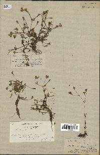 spécimen de Silene laeta