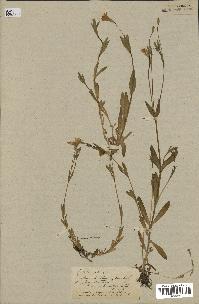 spécimen de Silene laeta