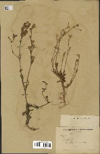 spécimen de Silene glabrescens