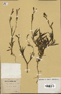 spécimen de Silene glabrescens