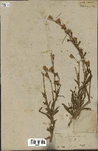 spécimen de Silene glabrescens