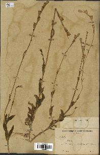 spécimen de Silene glabrescens