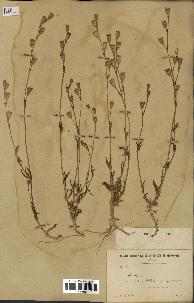 spécimen de Silene glabrescens