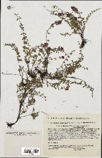 spécimen de Thymus serpyllum